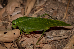 Microcentrum californicum