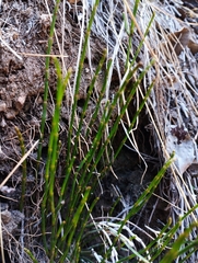 Equisetum bogotense