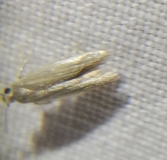 Phaeoses sabinella