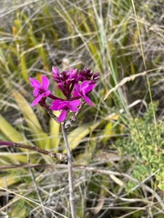 Epidendrum jamiesonis