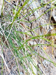 Equisetum bogotense
