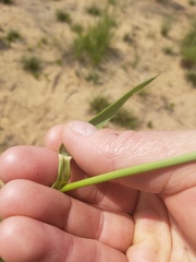 Leymus innovatus