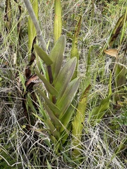 Epidendrum jamiesonis