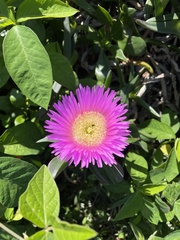 Carpobrotus