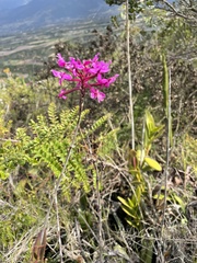 Epidendrum jamiesonis
