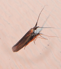 Coleophora