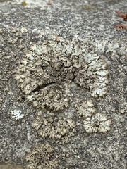 Punctelia stictica