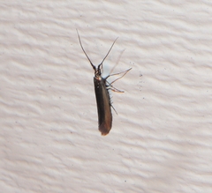 Coleophora