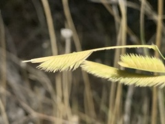 Bouteloua hirsuta
