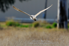 Tyto alba delicatula