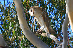 Tyto alba delicatula