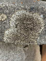 Punctelia stictica