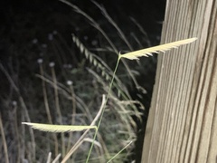 Bouteloua hirsuta