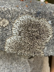 Punctelia stictica
