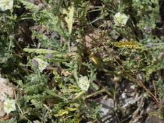 Chamaesaracha coniodes