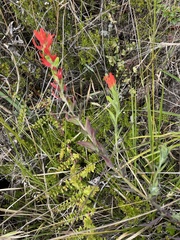 Castilleja fissifolia