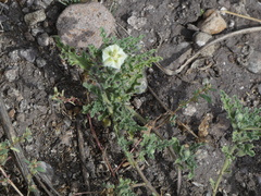 Chamaesaracha coniodes