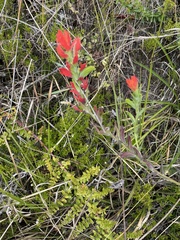 Castilleja fissifolia