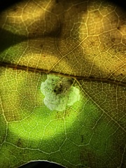 Tischeria quercitella