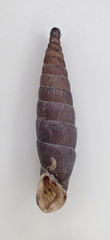 Mentissa gracilicosta