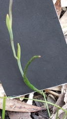 Thelymitra antennifera