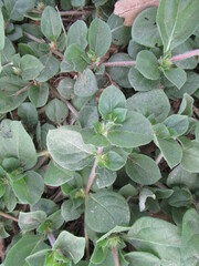 Alternanthera pungens