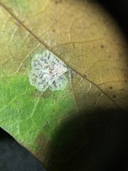 Tischeria quercitella