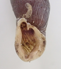 Mentissa gracilicosta