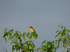 Geothlypis poliocephala