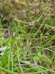 Arthropodium minus