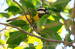 Falcunculus frontatus