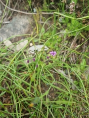 Arthropodium minus