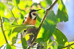 Acanthorhynchus tenuirostris