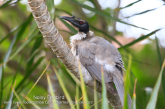 Philemon corniculatus