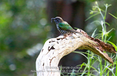 Chrysococcyx lucidus