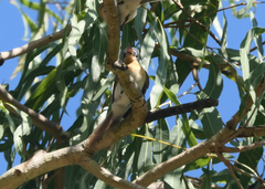 Myiagra rubecula