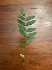 Robinia pseudoacacia