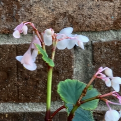 Begonia grandis