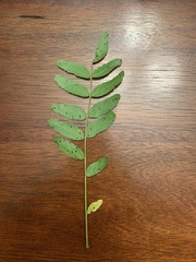 Robinia pseudoacacia