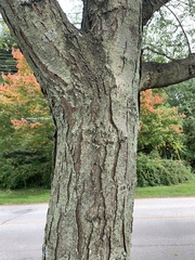 Robinia pseudoacacia