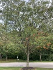 Robinia pseudoacacia