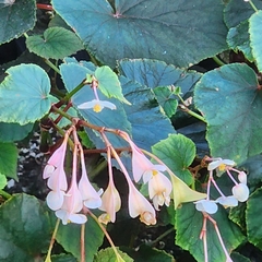Begonia grandis