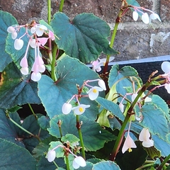 Begonia grandis