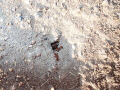 Pogonomyrmex barbatus