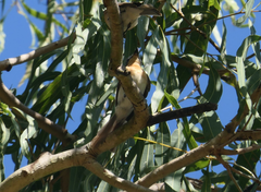 Myiagra rubecula