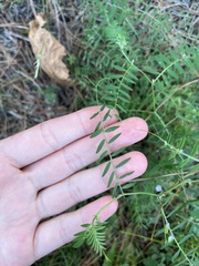 Vicia disperma