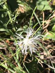 Centaurea