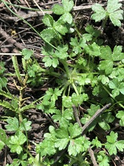 Hydrocotyle foveolata
