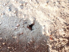 Pogonomyrmex barbatus