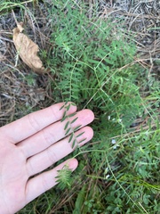 Vicia disperma